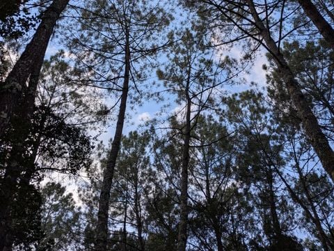 Camping Landae - Camping Landes - Image N°3
