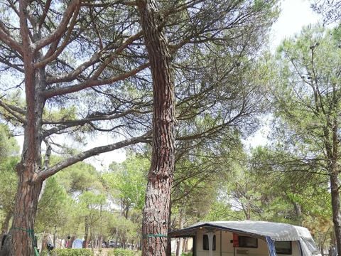 Emplacement - Emplacement Confort (70-75m²): voiture + tente/caravane ou camping-car + électricité 10A + WIFI