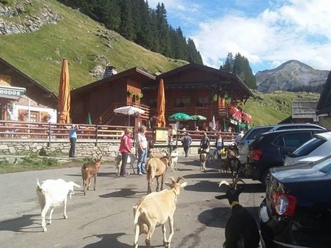 Flower Camping Les Iles - Camping Haute-Savoie