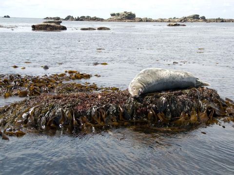 Flower Camping Cap Finistère - Camping Finistère - Image N°51