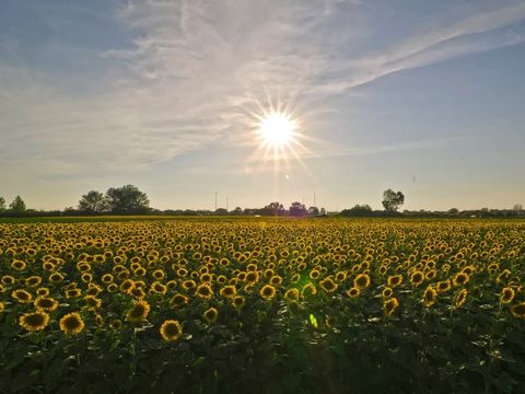 Camping Torre Pendente - Camping Pise - Image N°36