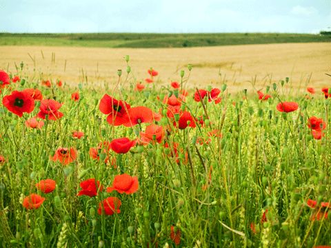 Camping Sites et Paysages - Camping de la Baie - Camping Somme - Image N°21