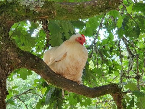 Camping Le Saint Laurent - Camping Morbihan - Image N°21