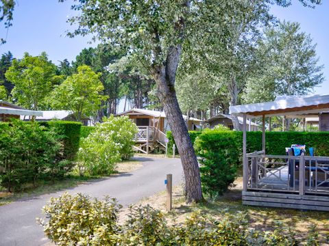 Flower Camping Le Bois d'Amour  - Camping Morbihan - Image N°21