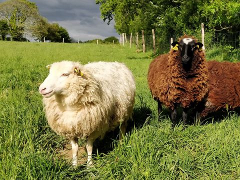 Camping Les Peupliers - Camping Finistère - Image N°39