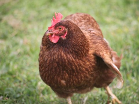 Camping Les Peupliers - Camping Finistère - Image N°43