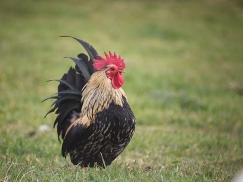 Camping Les Peupliers - Camping Finistère