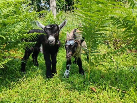 Camping Les Peupliers - Camping Finistère