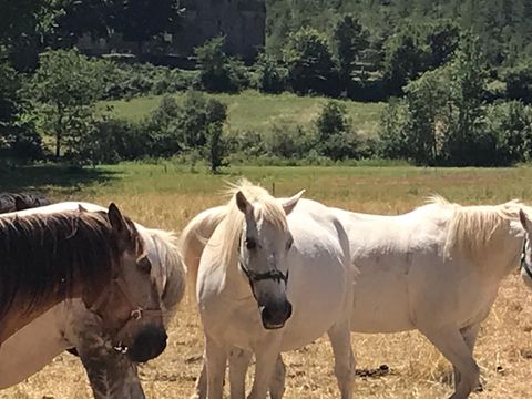 Camping La Bernede  - Camping Aude - Image N°13