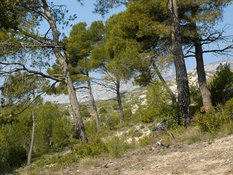 Camping Le Cézanne - Camping Bouches-du-Rhône - Afbeelding N°22
