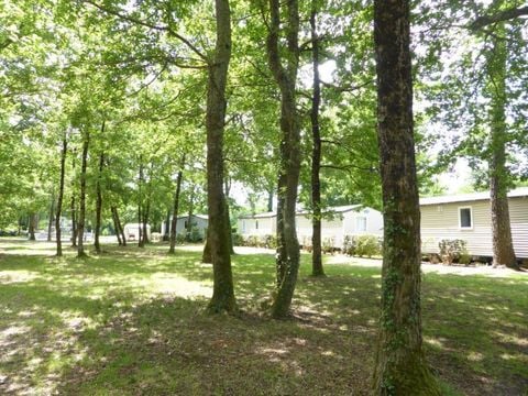 Camping Les Chèvrefeuilles  - Camping Charente-Maritime