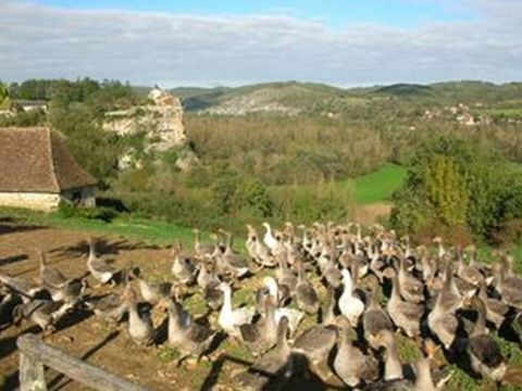 Camping Les Cigales -  Ciela Village - Camping Lot - Image N°38