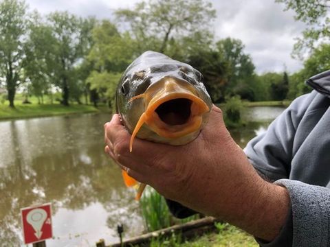 Camping pêche les Etangs de Plessac  - Camping Dordogne - Image N°33