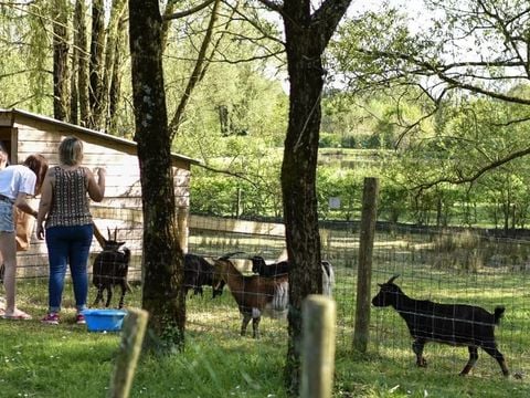 Camping Paradis - Domaine de Bellevue - Camping Vandea