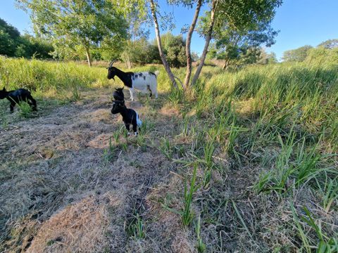 Camping Paradis - Domaine de Bellevue - Camping Vendée - Image N°7