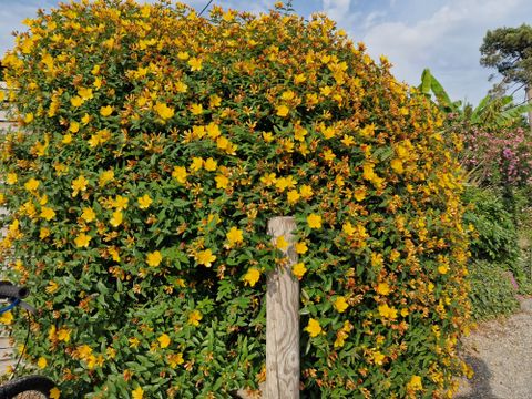 Camping Paradis - Domaine de Bellevue - Camping Vendée - Image N°73