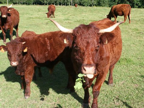 Camping Moulin de Chaules  - Camping Cantal - Image N°52