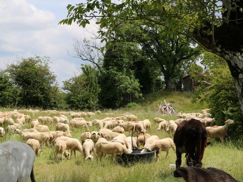 Camping Moulin de Chaules  - Camping Cantal - Image N°59