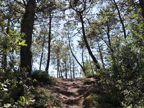 Domaine des Pins   - Camping Vendée - Image N°40