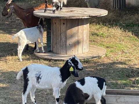 Camping Ushuaïa Villages La Conge - Camping Vendée