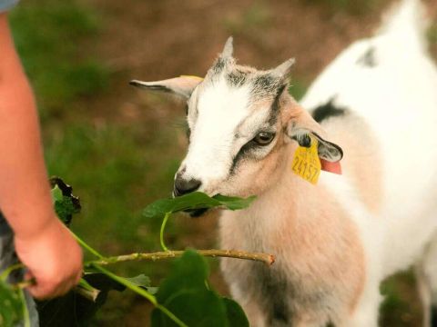Camping Ushuaïa Villages La Conge - Camping Vendée - Image N°33