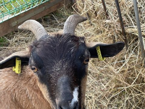 Camping Ushuaïa Villages La Conge - Camping Vendée - Image N°42