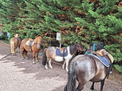 Camping La Prévoté - Camping Vandea