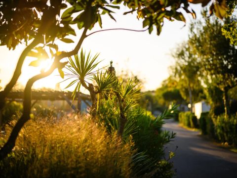 Camping L'Abri des Pins - Camping Vendée - Image N°11