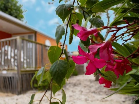 MOBILHOME 4 personnes - Cottage GOYAVE - 25m² - terrasse intégrée semi-couverte - 2 chambres 4 pers