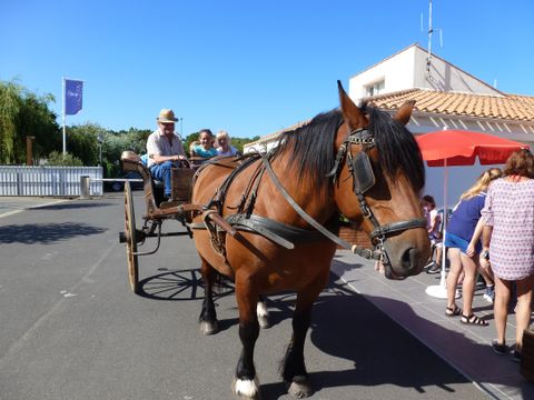 Camping Plein Sud - Camping Vendée - Image N°98