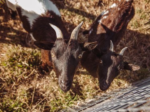 Camping Village La Guyonniere - Camping Vendée - Image N°34