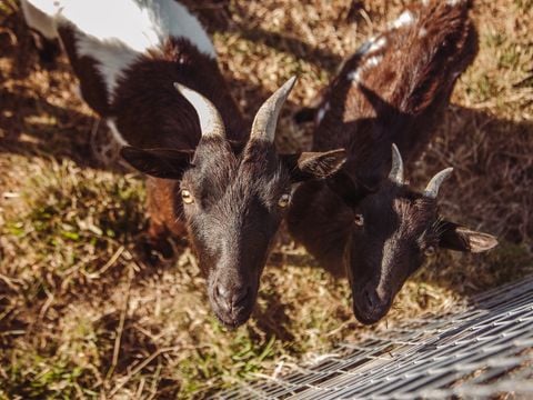 Village de La Guyonniere - Camping Vendée - Image N°35