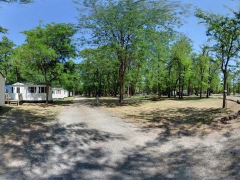 Camping Mas Sud Ardèche - Camping Ardèche - Image N°2
