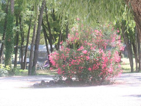Camping Mas Sud Ardèche - Camping Ardeche - Image N°23