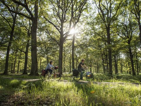 Camping Le Lizot  - Camping Charente-Maritime - Image N°11