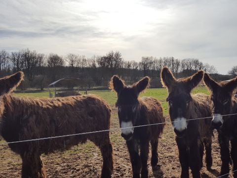 Camping Le Lizot  - Camping Charente-Maritime