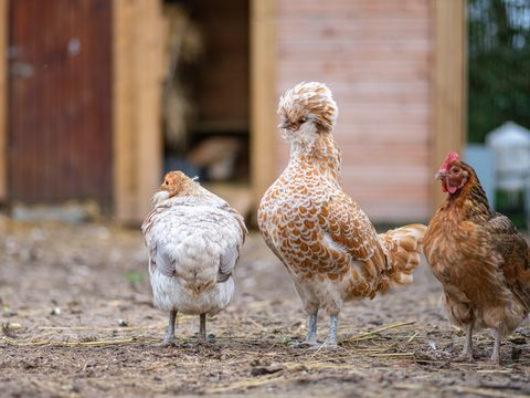 Camping Les Carolins Camping Les Carolins - Camping Manche - Image N°74