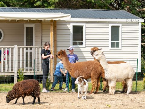 Camping Les Carolins Camping Les Carolins - Camping Manche - Image N°10