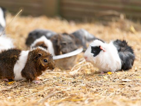 Camping Les Carolins Camping Les Carolins - Camping Manche - Image N°76