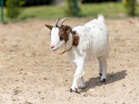 Camping Les Carolins Camping Les Carolins - Camping Manche - Image N°75