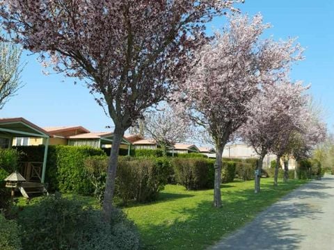 Flower Camping L'Abri-Côtier - Camping Charente-Maritime - Image N°8