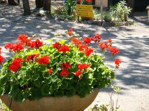 Camping Le Parc Camping Le Parc - Camping Var - Image N°41