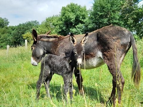 Camping Les Rulières - Camping Vandea - Image N°11