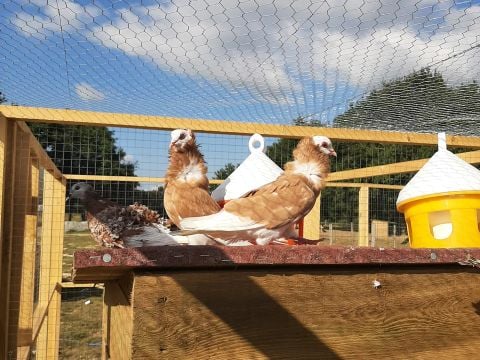 Camping Les P'tites Maisons dans la Prairie - Camping Vendée - Image N°7