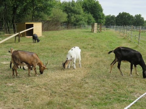 Camping Les P'tites Maisons dans la Prairie - Camping Vendée - Image N°19
