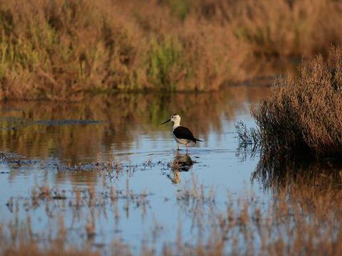 Camping Bleu Marine   - Camping Hérault - Image N°59