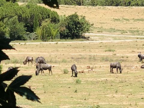 Camping La Grange Neuve - Camping Aude - Image N°4