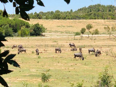 MOBILHOME 6 personnes - LE PANORAMIQUE PRIVILEGE - Vue Réserve Africaine