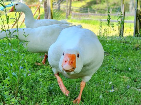 Camping Maeva Escapade Les Trois Sources - Camping Lot - Image N°19