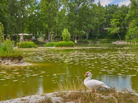 Camping Le Parc des Allais Camping Le Parc des Allais - Camping Indre-et-Loire - Image N°18